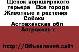 Щенок йоркширского терьера - Все города Животные и растения » Собаки   . Астраханская обл.,Астрахань г.